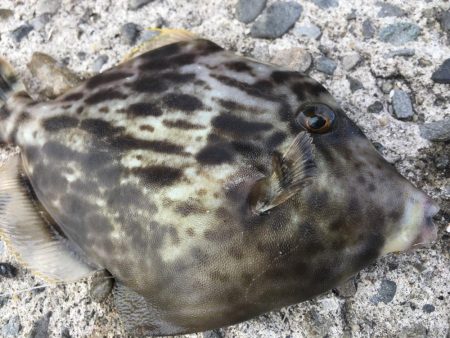 乗るか？俺の船に