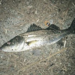 サイズが残念やけどよく釣れる