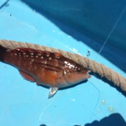 青物不発からのカワハギ