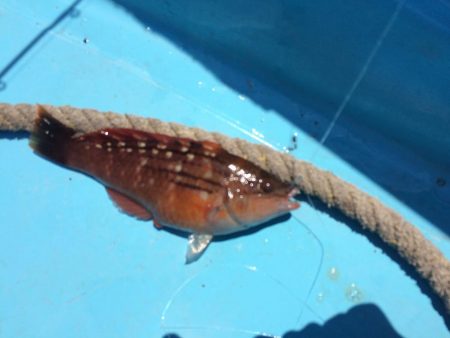 青物不発からのカワハギ