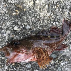 GW最終日はガシラ！