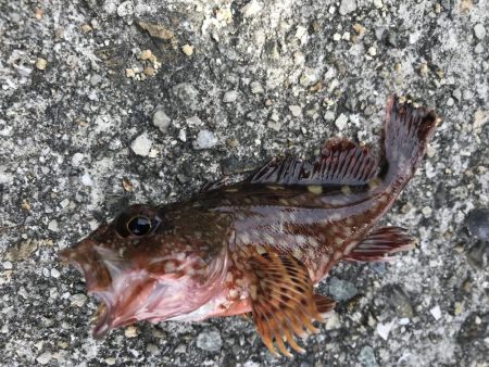 GW最終日はガシラ！