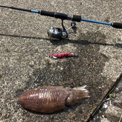 アオリイカ調査