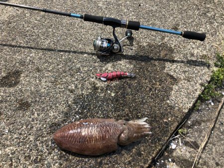 アオリイカ調査