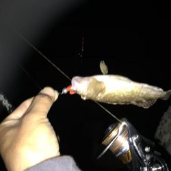 いつも安定のナイトゲーム