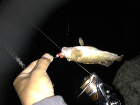 いつも安定のナイトゲーム