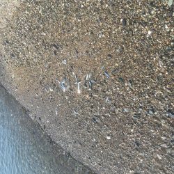 大神子で本命のエソ