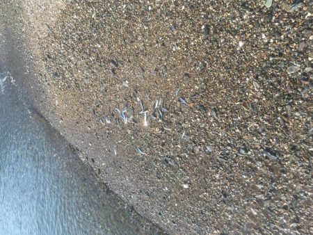 大神子で本命のエソ