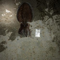 春アオリイカ狙いの釣行！