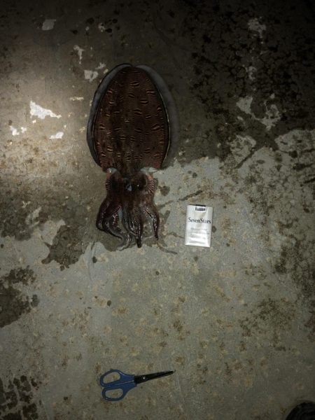 春アオリイカ狙いの釣行！