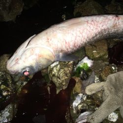 雨が降ってもそれでも釣りに行く