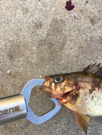 あみ姫の残り消化