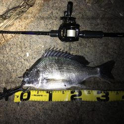 テキサスリグvsジグ単 チニング