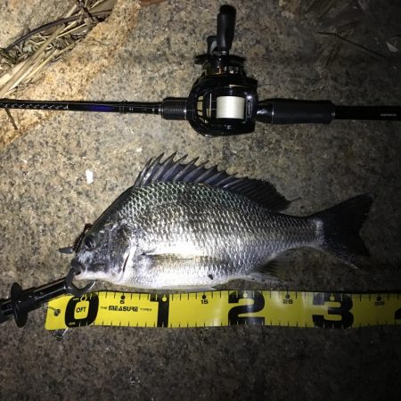 テキサスリグvsジグ単 チニング