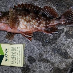 カサゴ尺前後が釣れています。