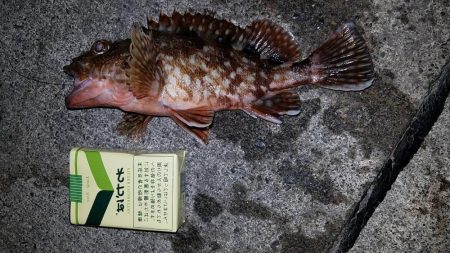 カサゴ尺前後が釣れています。