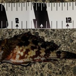 ライトゲームでキビレ、餌釣りではカサゴなど