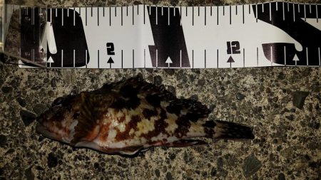 ライトゲームでキビレ、餌釣りではカサゴなど