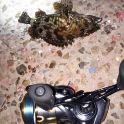 嫁メバリング修行