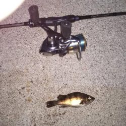 安定のメバリング