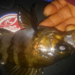 連休メバリング