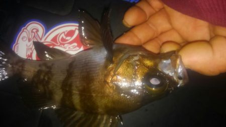 連休メバリング