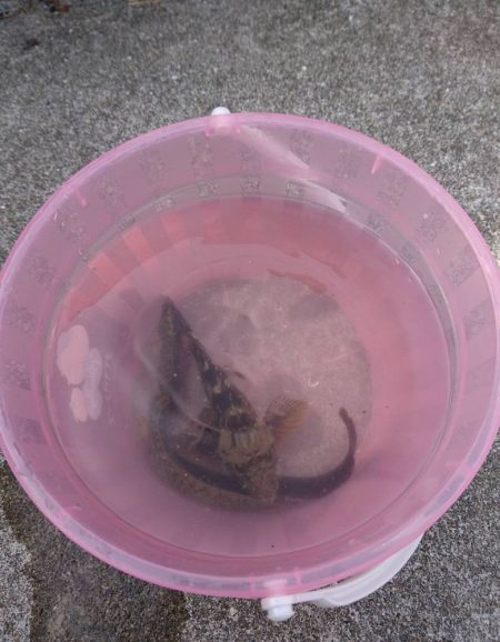 ホームで穴釣り