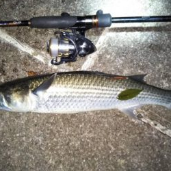 芦屋浜北側水道メバル調査