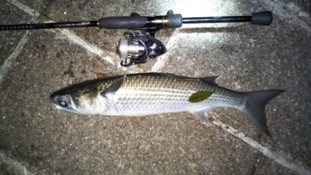 芦屋浜北側水道メバル調査