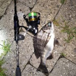 シーバスはいずこに?