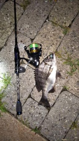 シーバスはいずこに?