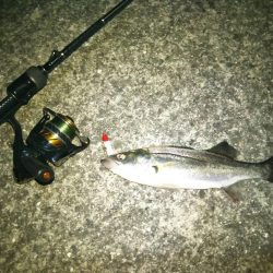 シーバス、チニング