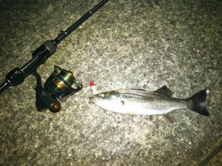 シーバス、チニング