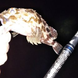 安定のメバリング！？