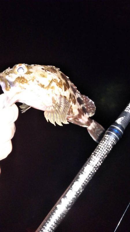 安定のメバリング！？