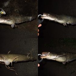 産卵前の爆釣劇