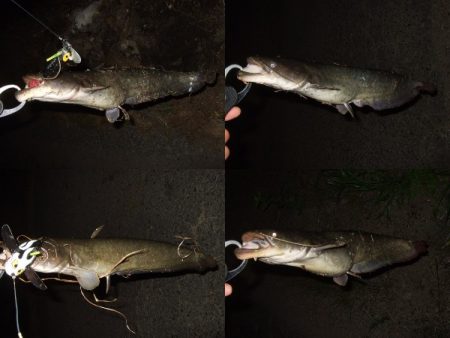 産卵前の爆釣劇