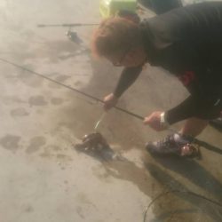 アオリイカとタコ