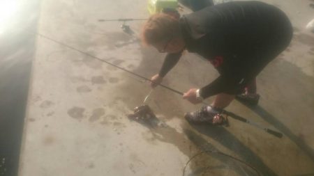 アオリイカとタコ