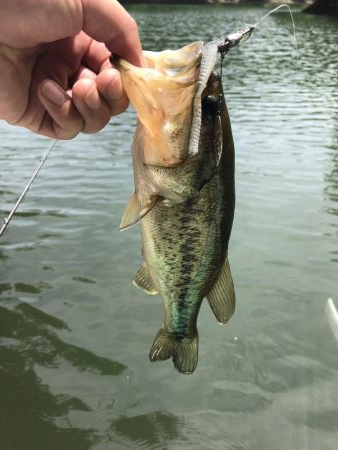 石川県 多根ダム釣行