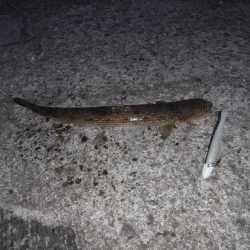 エソしか釣れず。