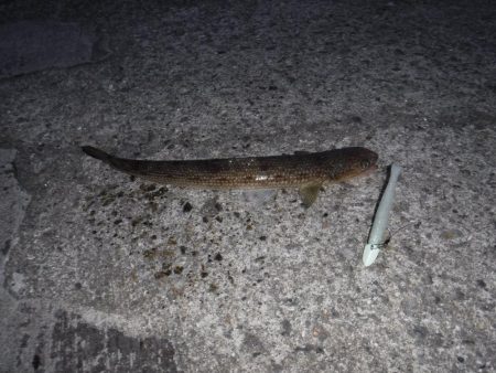 エソしか釣れず。