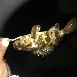 良型！短時間釣行