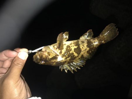 良型！短時間釣行