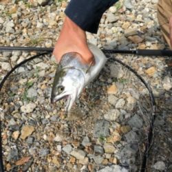 まさかの魚が釣れました