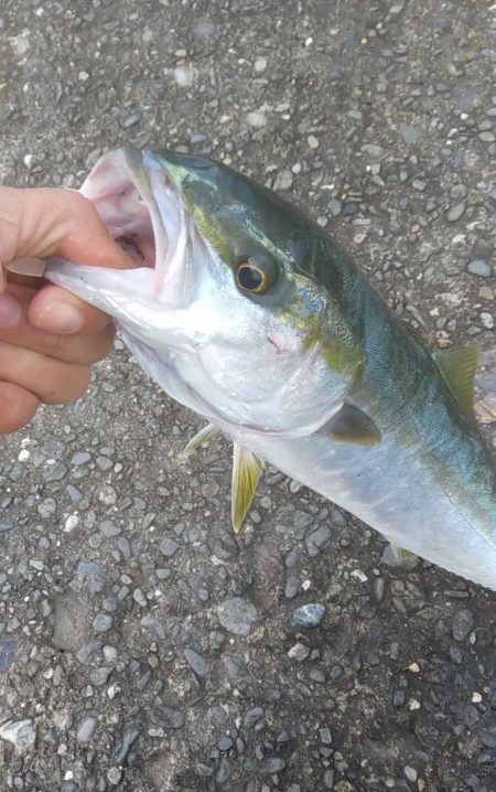 青物シーズン開幕❓