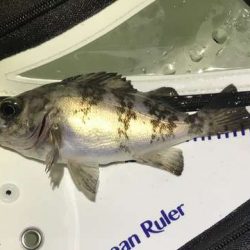 バチパターンを狙うも・・・・