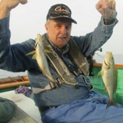 土佐安芸のハマちゃんの釣果