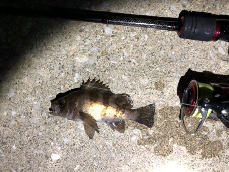 男鹿市椿港メバリング釣行