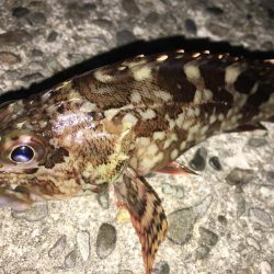 プロの道はぎびしいです